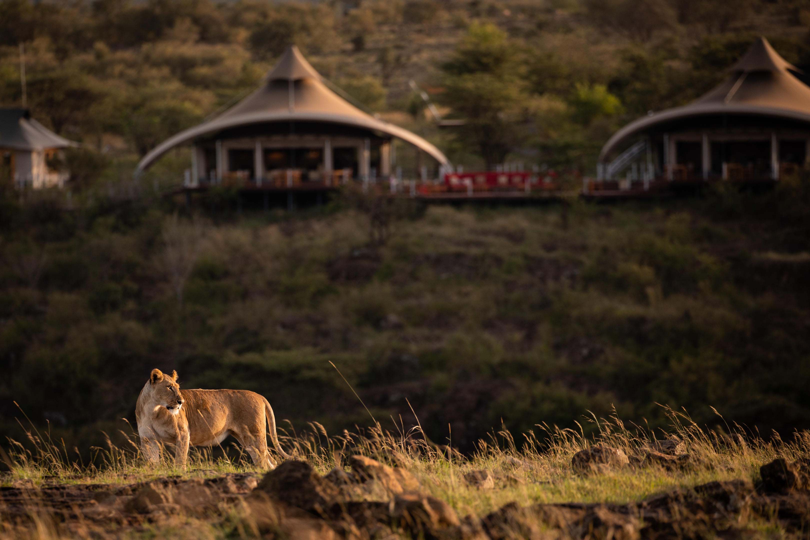 Mara Plains Camp on a Luxury Safari Kenya